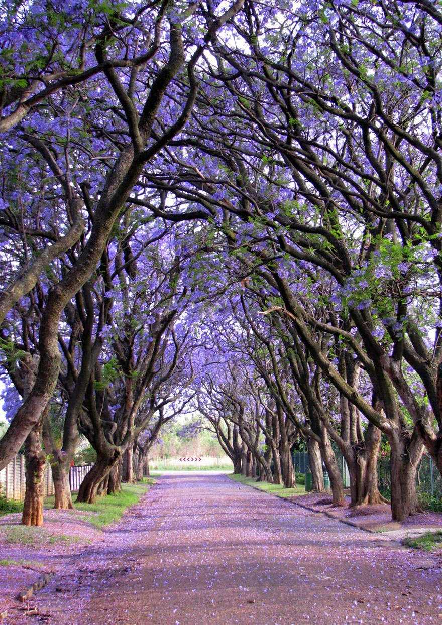 jacaranda_trees_south_africa.jpg