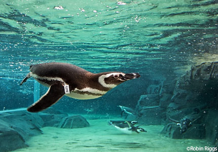 penguin-habitat.jpg