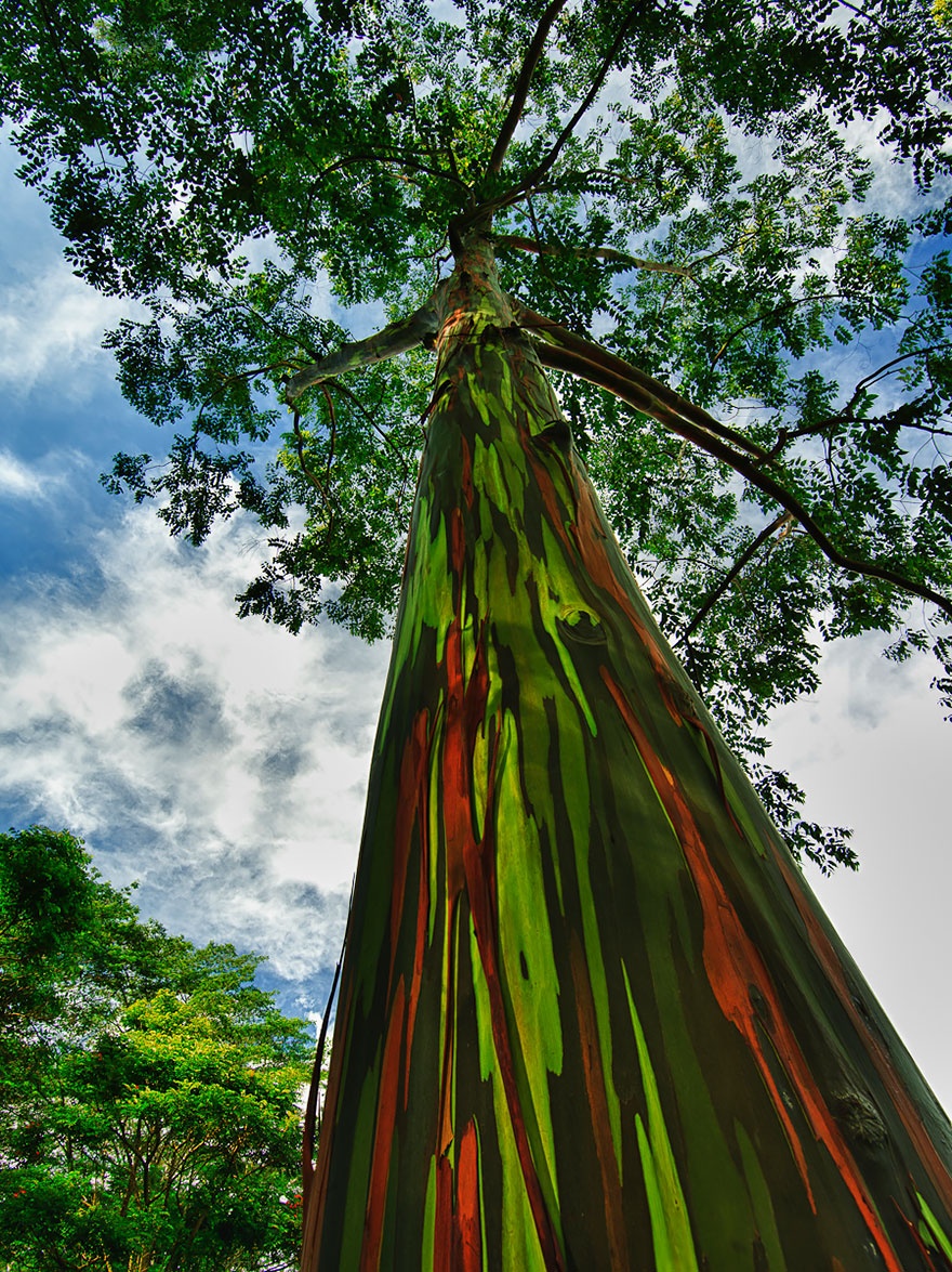 rainbow_eucalyptus_hawaii.jpg