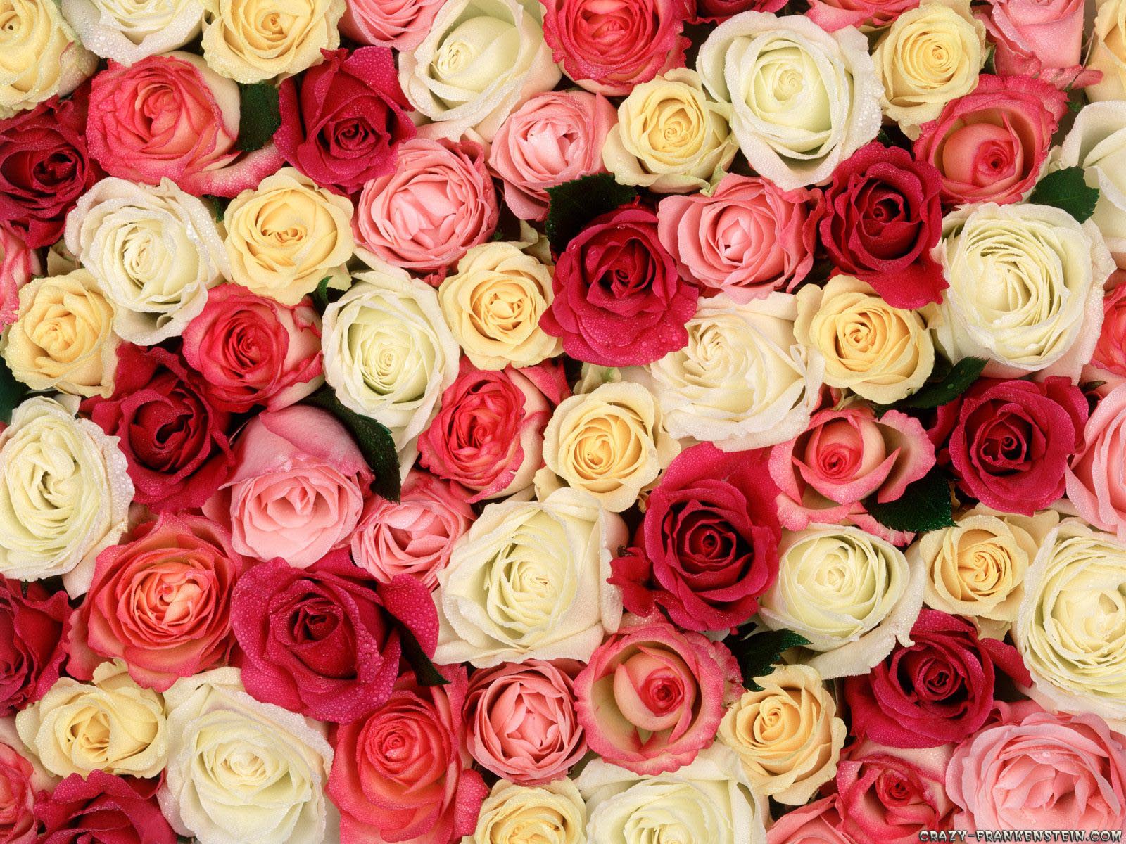 roses-wallpaper-3.jpg