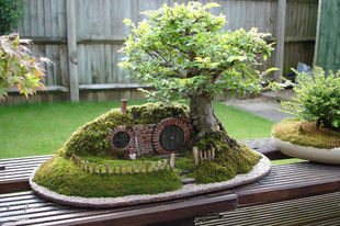 Bonsai fa, avagy a természet kicsinyített képe
