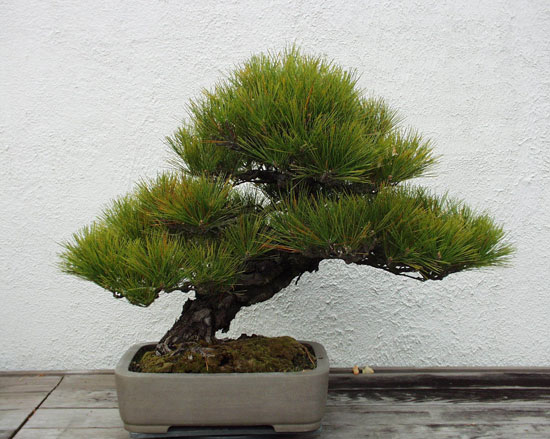 pinus-thunbergii-.jpg