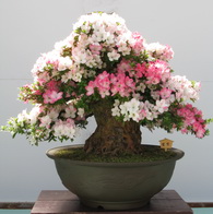 rhododendron_indicum_bonsai.jpg