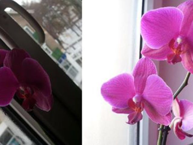 Orchideáim