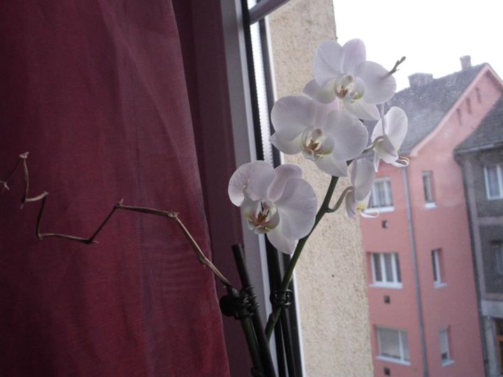 Új szerzeményem,a megmentős virágból
