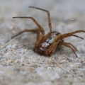 Philodromus collinus