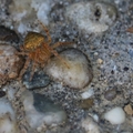 Araneus triguttatus - háromfoltos keresztespók