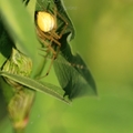 Enoplognatha ovata– vonalas törpepók