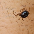 Steatoda bipunctata - kétpettyes faggyúpók