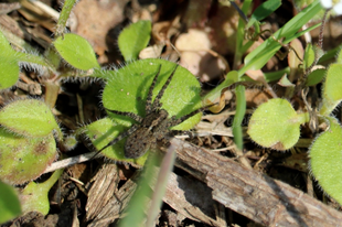 Pardosa hortensis