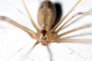 Pholcus phalangioides - nagy álkaszáspók