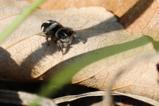 Pellenes nigrociliatus - csigás ugrópók