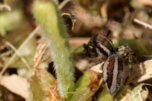 Phlegra fasciata – sávos ugrópók