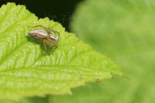 Oxyopes lineatus