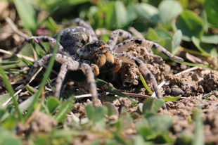 Lycosa singoriensis – szongáriai cselőpók