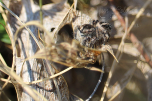 Pellenes tripunctatus - keresztes ugrópók