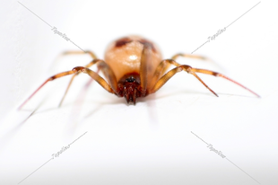 Steatoda triangulosa – háromszöges faggyúpók