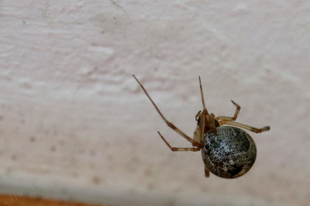 Parasteatoda tepidariorum – üvegházi törpepók