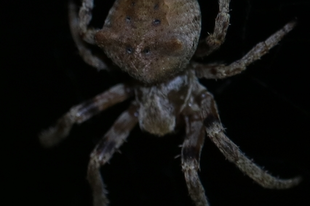 Araneus angulatus - vállas keresztespók