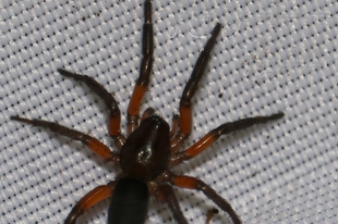 Gnaphosa bicolor