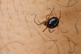 Steatoda bipunctata - kétpettyes faggyúpók