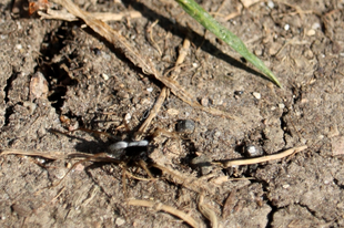 Pardosa alacris – sárgafoltos gyászfarkaspók