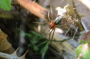 Agelena labyrinthica – illó tölcsérpók