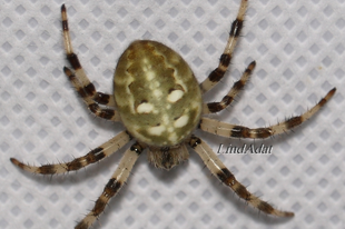 Araneus quadratus - négyes keresztespók