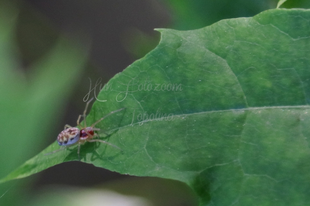 Nigma flavescens – vöröslő hamvaspók