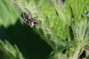 Oxyopes ramosus