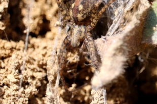 Tegenaria ferruginea – hegyi zugpók