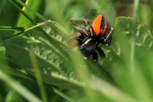 Philaeus chrysops - piros ugrópók