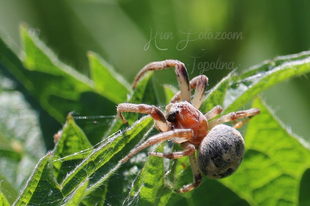 Larinioides cornutus – nádi keresztespók