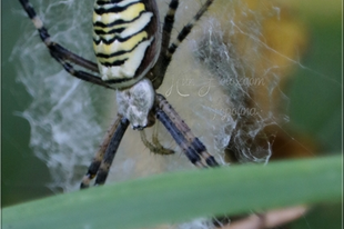 Argiope bruennichi - darázspók