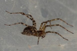 Tegenaria silvestris – erdei zugpók