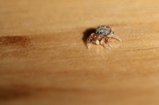 Ballus chalybeius - döcögő pók
