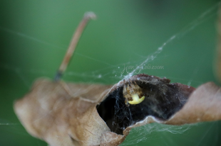 Araneus marmoreus – márványos keresztespók