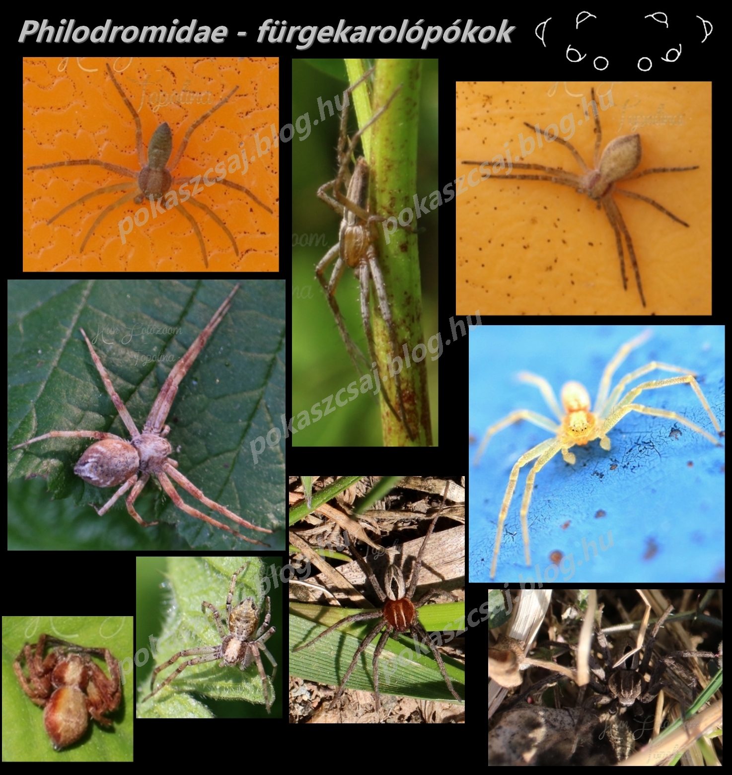 0_philodromidae.jpg