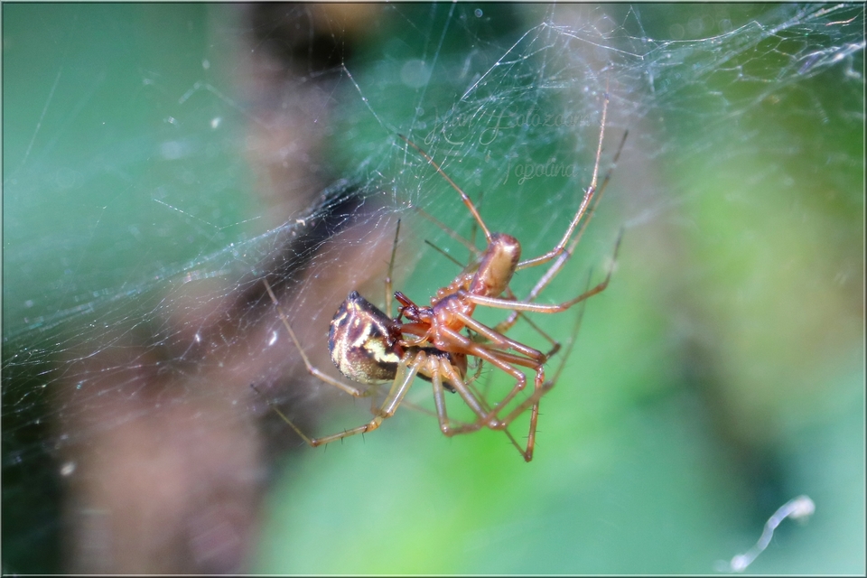 linyphia_triangularis_1.jpg