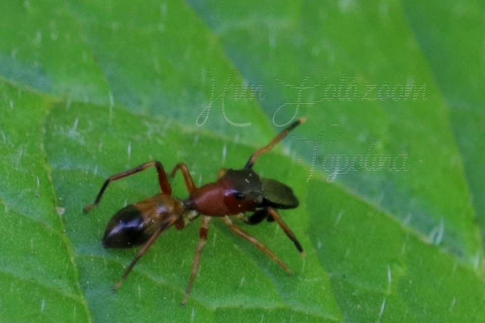 myrmarachne_formicaria_nagy_hangyautanzopok.jpg