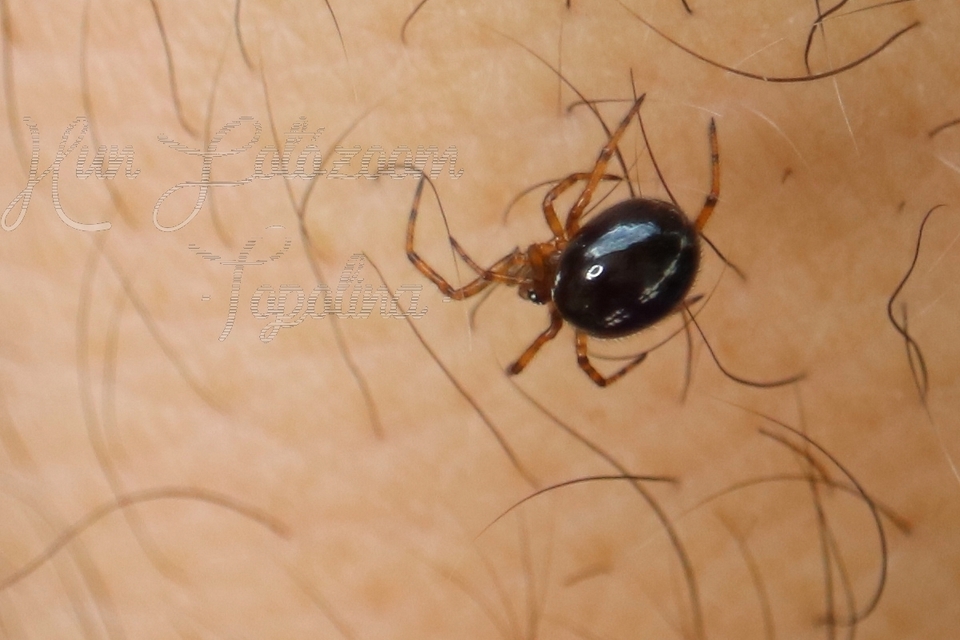 steatoda_bipunctata_ketpettyes_faggyupok_1.jpg