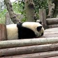 Panda 成都大熊猫繁育研究基地