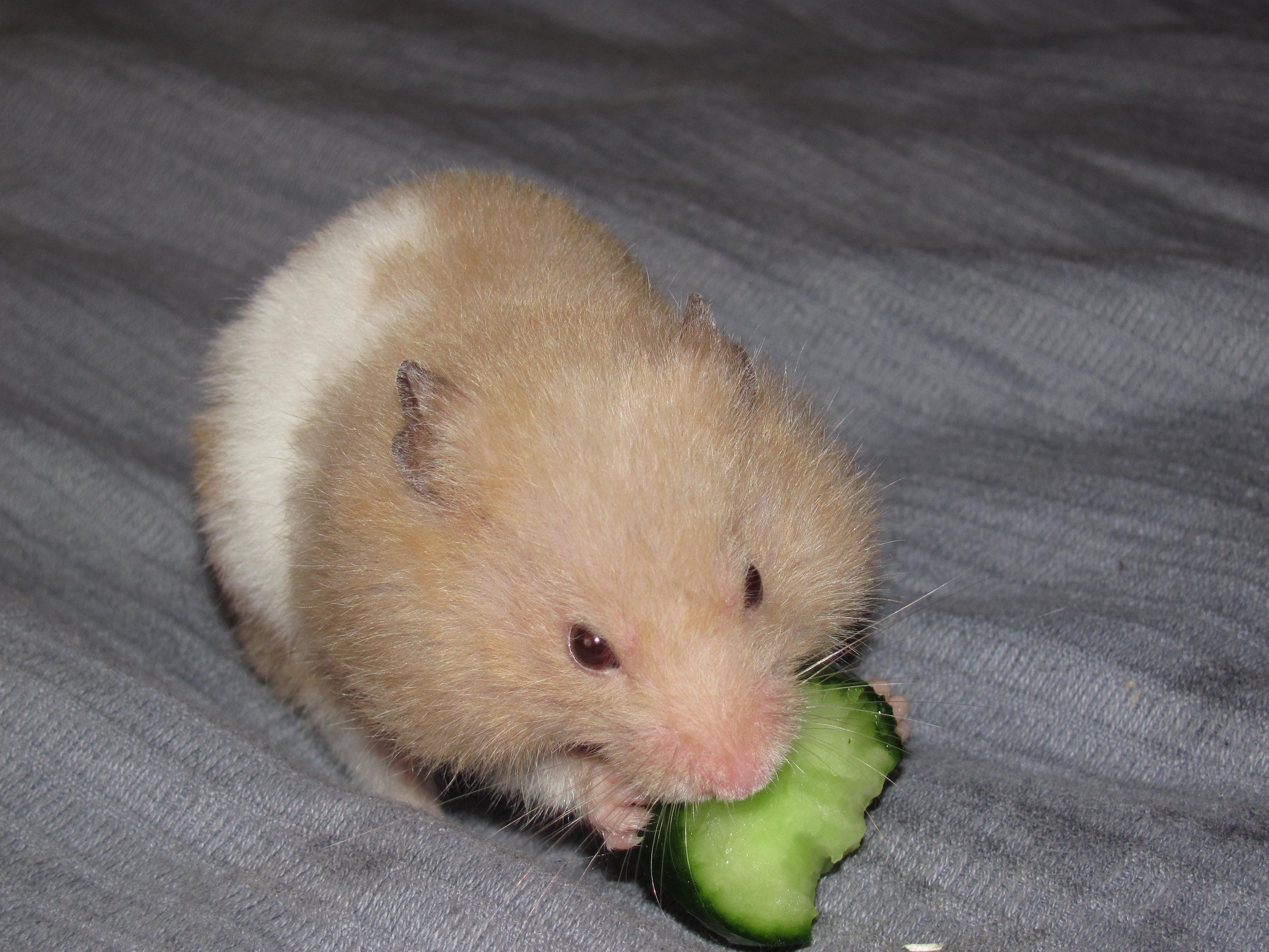 Pet_Hamster_eating_cucumber.JPG
