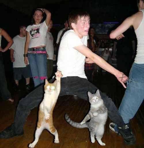 dancing_with_cats-12752.jpg
