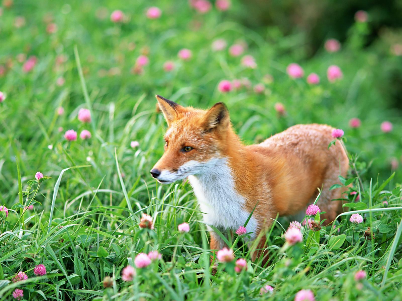 150-1504435_adorable-baby-fox.jpg