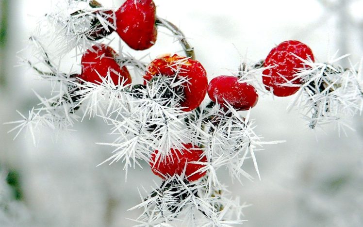 197202-nature-winter-red-berries-rose-hips-snow-frost-748x468.jpg