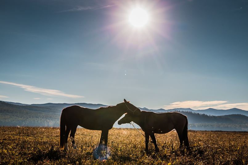 tuva-horses.jpg