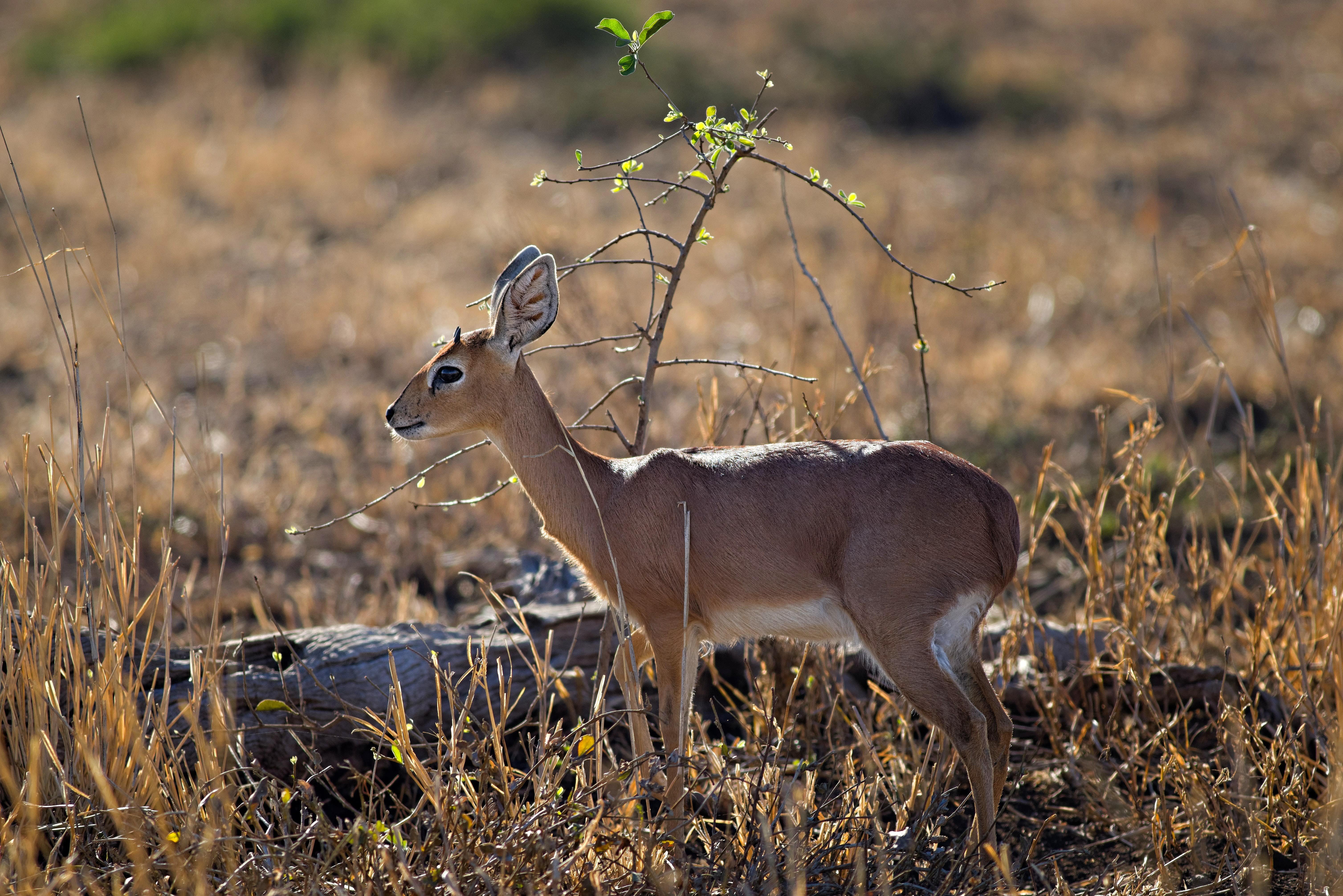 junge_gazelle-min.jpg