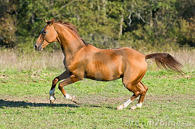 golden-don-horse-stallion-runs-gallop-18677309.jpg