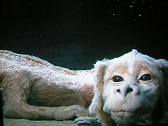 falkor.jpg